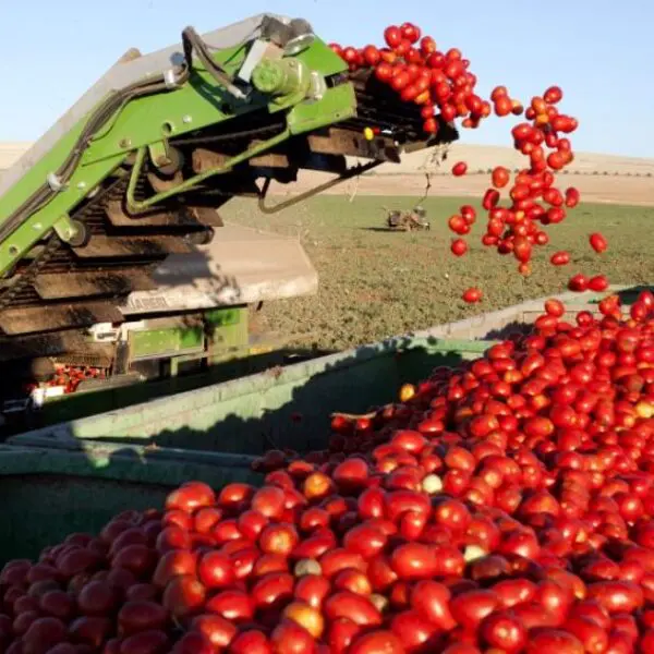 Goiás deve responder por quase um terço da produção brasileira de tomate