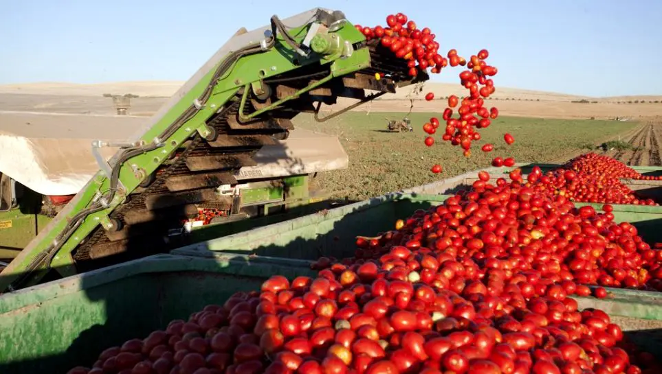 Produção goiana de grãos e outras safras de 2024/2025 - Tomate