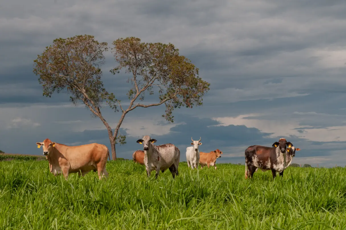 FCO Rural aprova R$ 16,8 milhões para pecuária e produção de grãos em Goiás