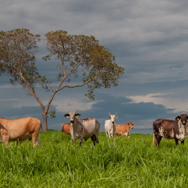 FCO Rural aprova R$ 16,8 milhões para pecuária e produção de grãos em Goiás