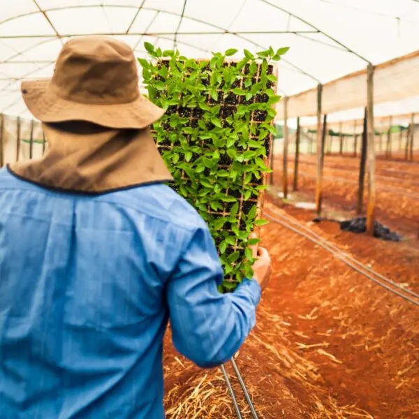 Goiás é líder no Centro-Oeste e segundo no Brasil na geração de empregos no agro