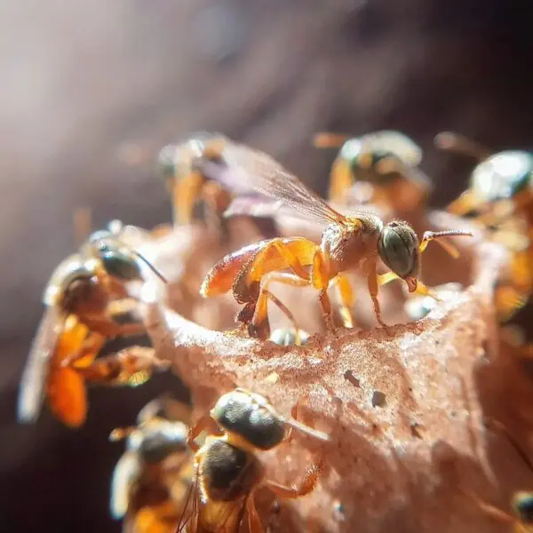 Abelha Jataí, um das espécies do meliponário para abelhas sem ferrão