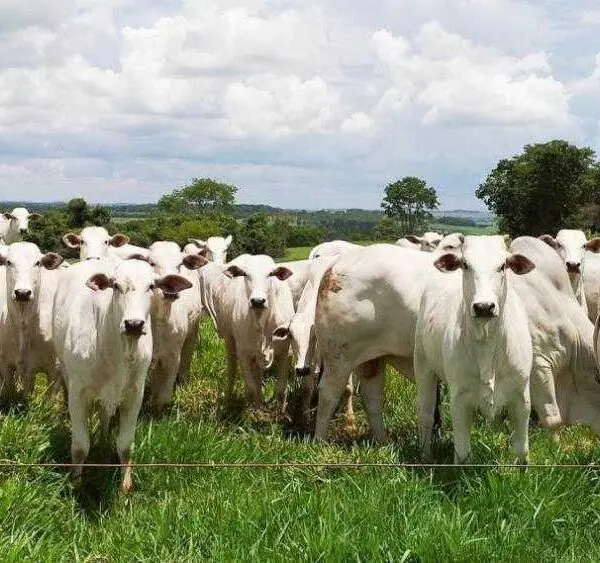 Gado no campo_foto Agrodefesa