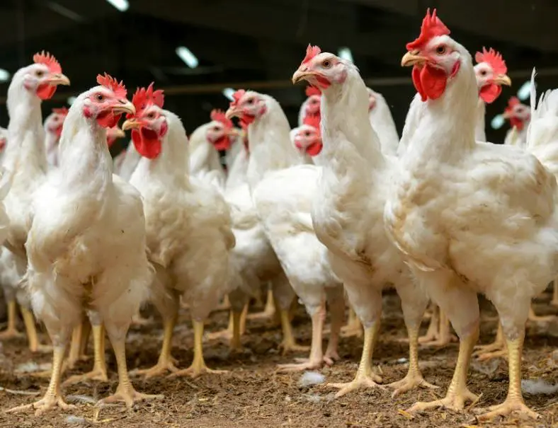 Granja_Goiás adota medidas para evitar gripe aviária