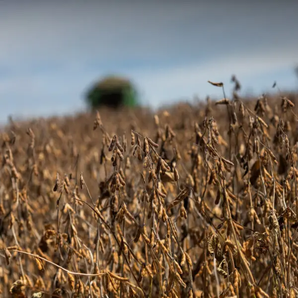 Plantação de Soja_ Grão na lideranca das exportações do agronegócio goiano