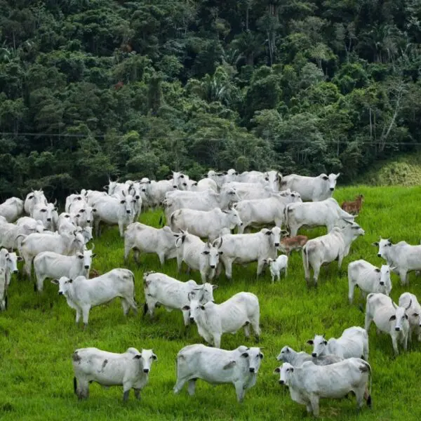 Goiás é destaque em preservação ambiental associada ao