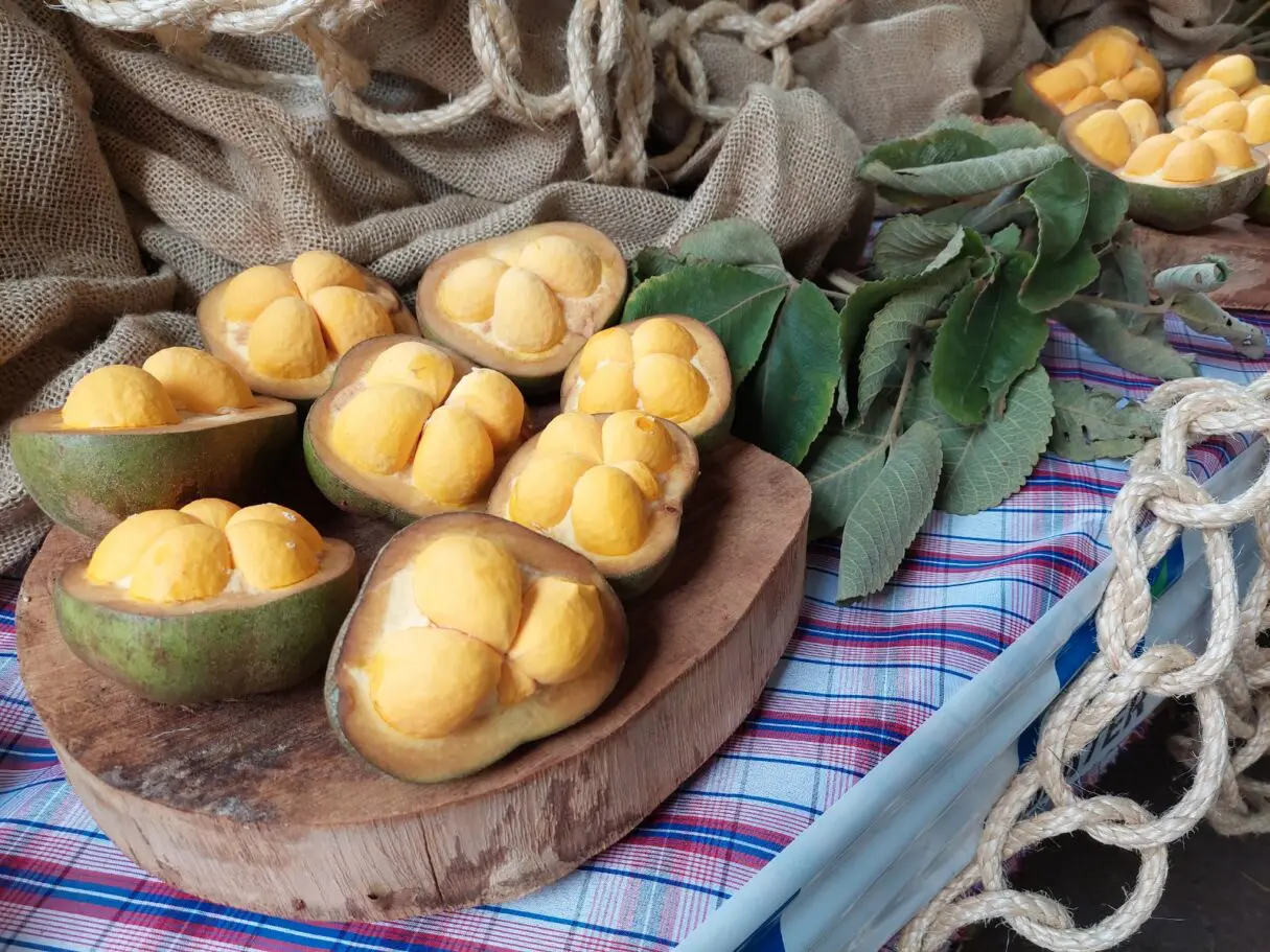 Pequi ganhou um dia em Goiás para chamar de seu Festival Gastronômico terá pequi sem espinhos