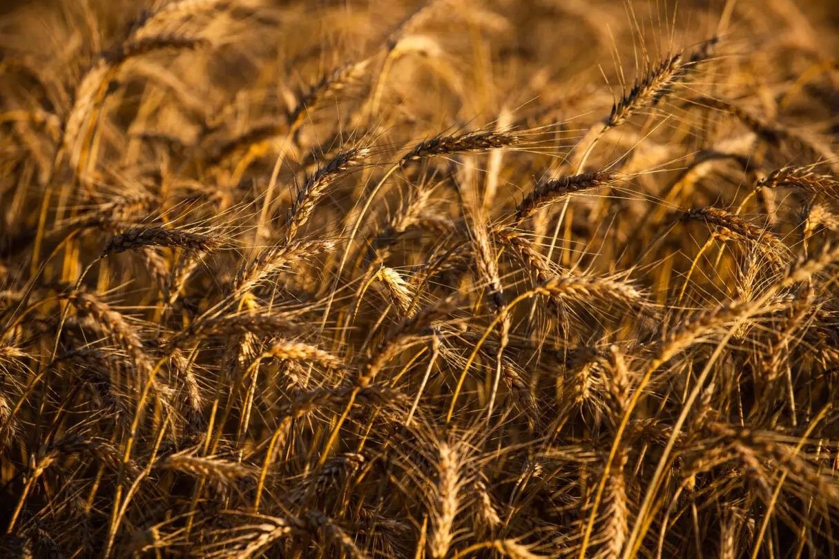 plantaçào de trigo_produção goiana de trigo deve ser recorde