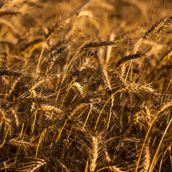 plantaçào de trigo_produção goiana de trigo deve ser recorde