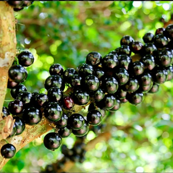 Emater Goiás intensifica pesquisa para identificar espécies de jabuticaba, em Hidrolândia