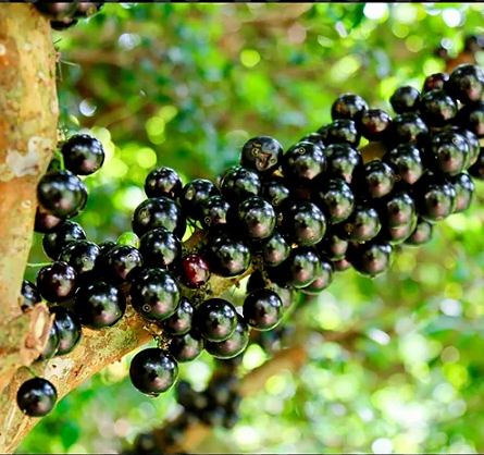 Emater Goiás intensifica pesquisa para identificar espécies de jabuticaba, em Hidrolândia