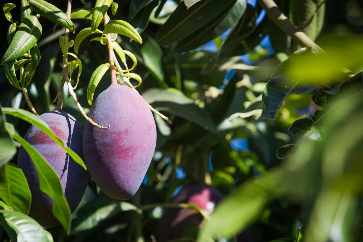 Produção de manga é um dos destaques do Agro em Dados