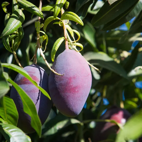 Produção de manga é um dos destaques do Agro em Dados