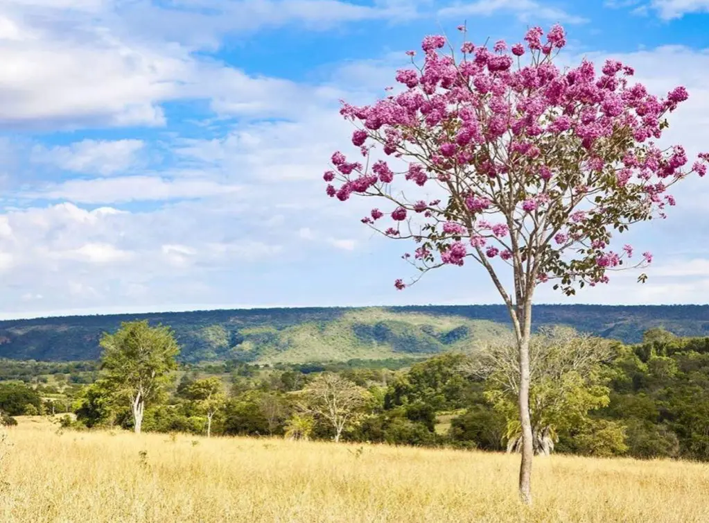 Educação ambiental do Parque de Caldas Novas quer atender escolas da região