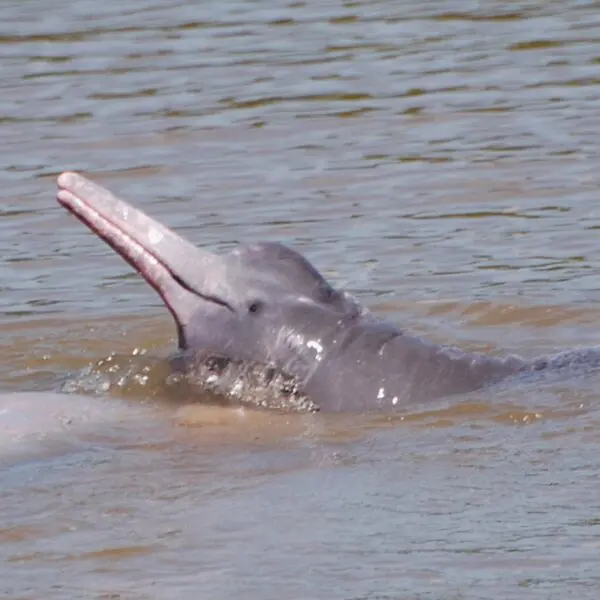 Boto-do-Araguaia é umas espécies da fauna de Goiás com risco de extinção