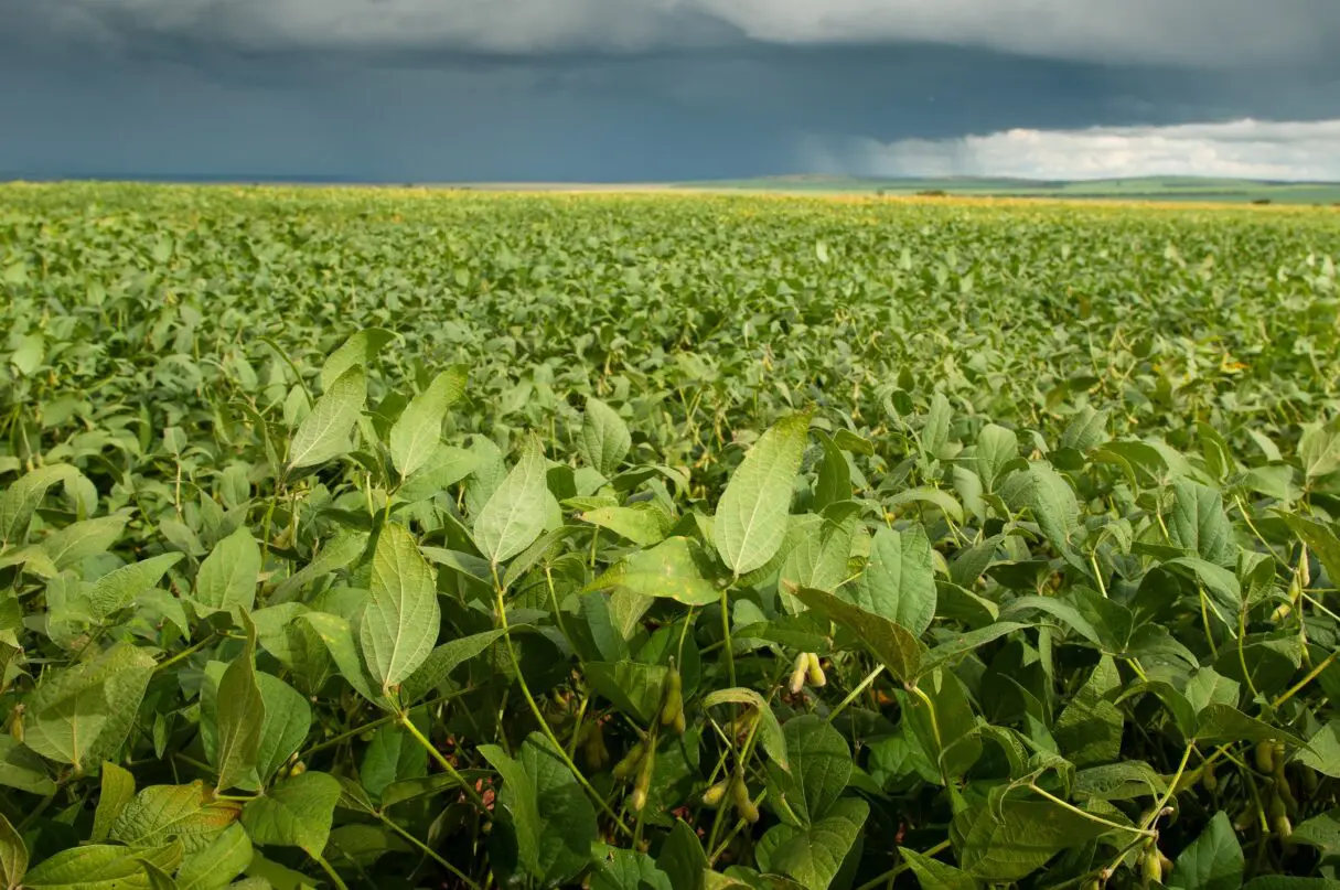 Radiografia do Agro destaca a contribuição do campo para a balança comercial goiana Agrodefesa apresenta proposta de programação da 8ª Conferência Nacional sobre Defesa Agropecuária