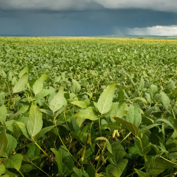 Goiás deve ter recorde no Valor Bruto da Produção Agropecuária em 2025