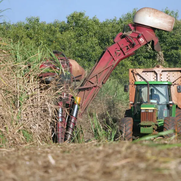 Agronegócio tem saldo positivo de 9.855 empregos no 1º semestre