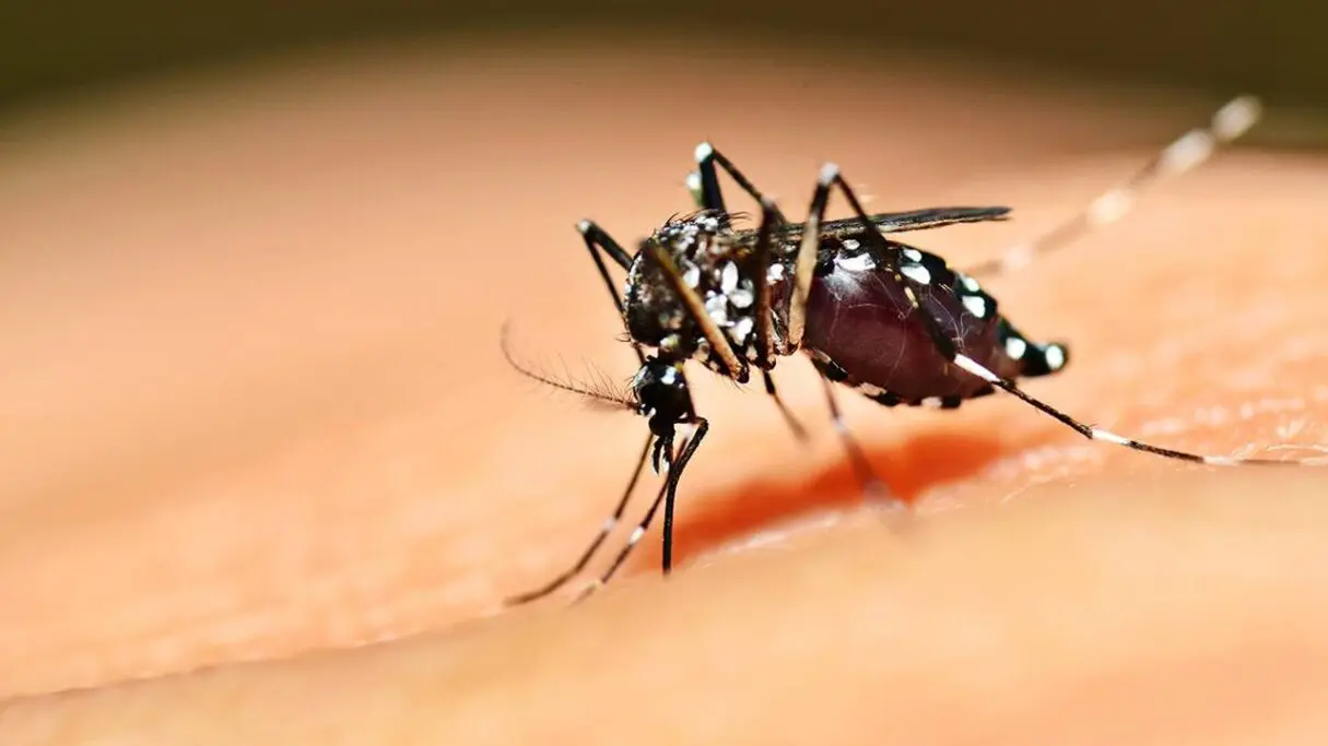 Saúde divulga cuidados para evitar doenças transmitidas pelo Aedes aegypti Goiás reduz casos de chikungunya