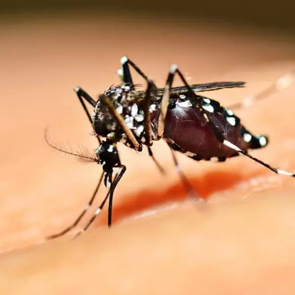 Saúde divulga cuidados para evitar doenças transmitidas pelo Aedes aegypti Goiás reduz casos de chikungunya