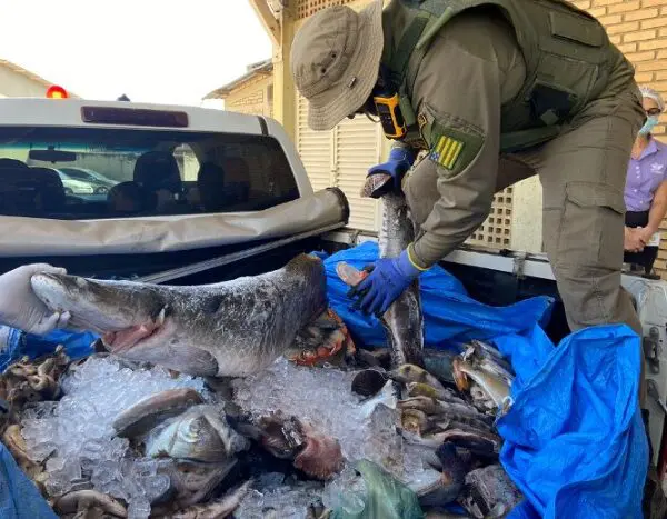 Apreensão de pescado bate recorde na Operação Araguaia