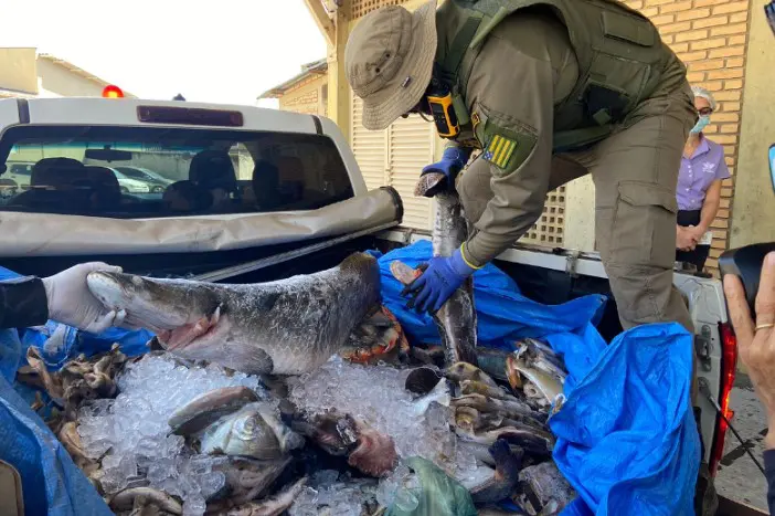 Apreensão de pescado bate recorde na Operação Araguaia