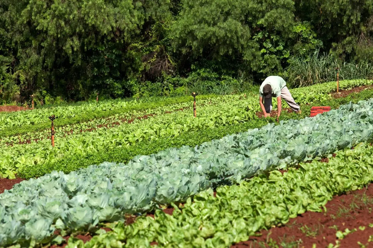 Governo de Goiás divulga resultado preliminar no PAA Goiás 2023