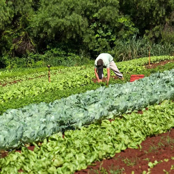 Governo de Goiás divulga resultado preliminar no PAA Goiás 2023