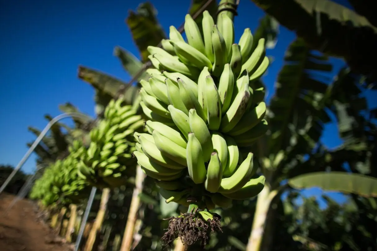 Evento que vai discutir os desafios da bananicultura em Goiás está com inscrições abertas