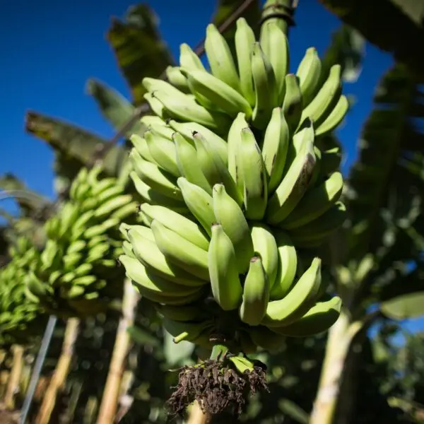 Evento que vai discutir os desafios da bananicultura em Goiás está com inscrições abertas