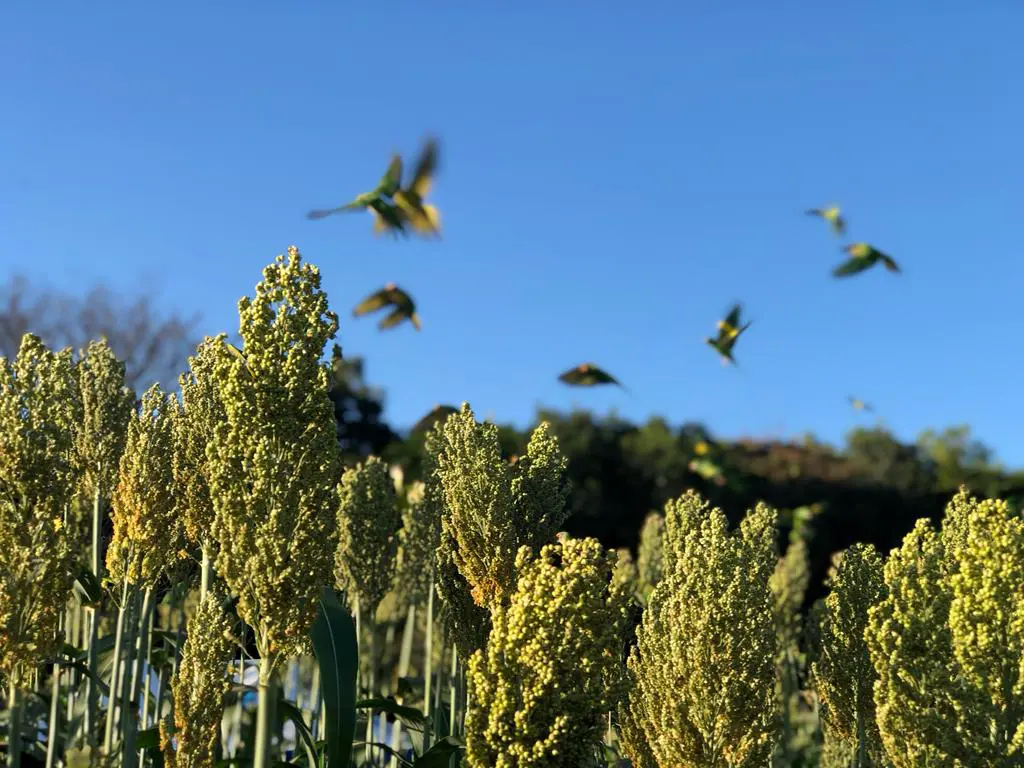 Sorgo_safra goiana