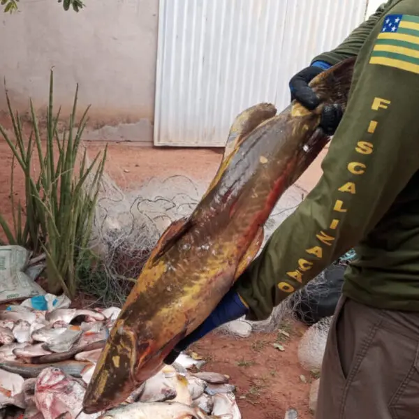 Operação prende 8 por pesca predatória, fraude fiscal e lavagem de dinheiro