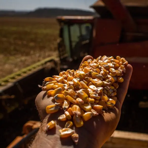 Goiás bate recorde na produção de grãos