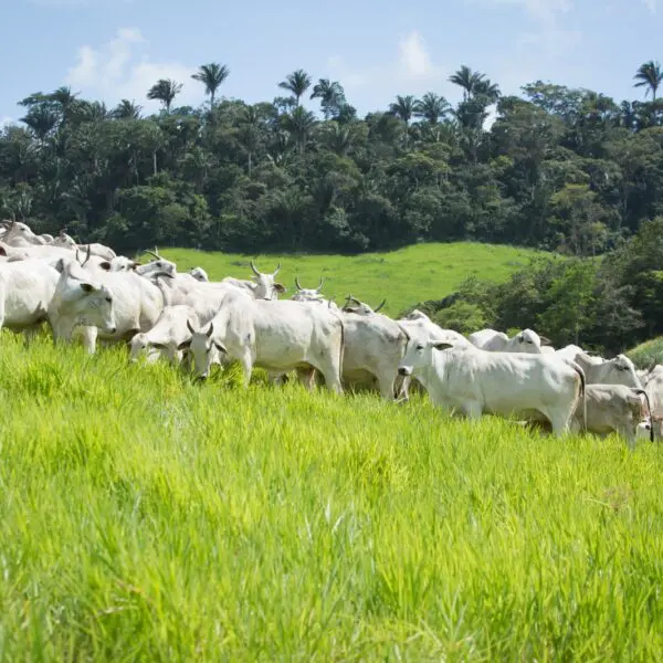 rebanho bovino no pasto