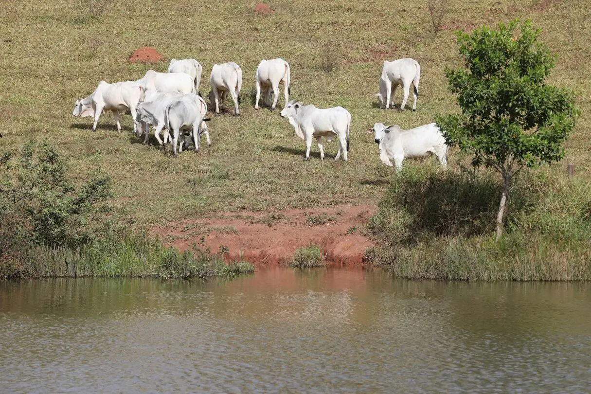 Pecuarista goiano deve fazer declaração de rebanho a partir desta quarta, 1º de novembro