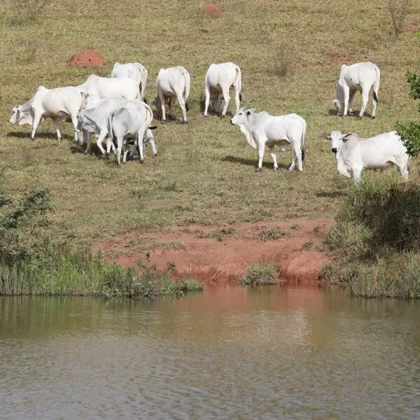 Pecuarista goiano deve fazer declaração de rebanho a partir desta quarta, 1º de novembro