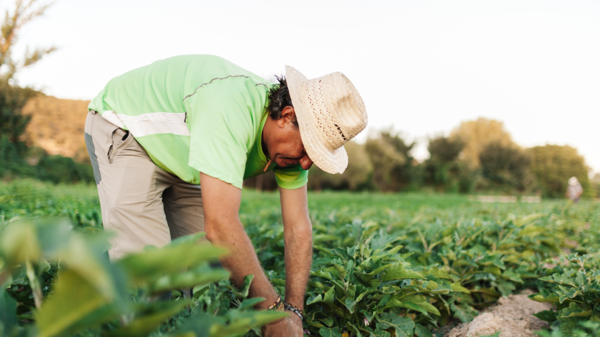 Crédito Rural: entre janeiro e outubro, Emater contribuiu com cerca de R$ 140 milhões na economia goiana