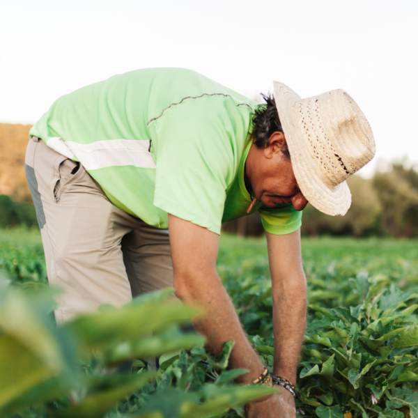 Crédito Rural: entre janeiro e outubro, Emater contribuiu com cerca de R$ 140 milhões na economia goiana