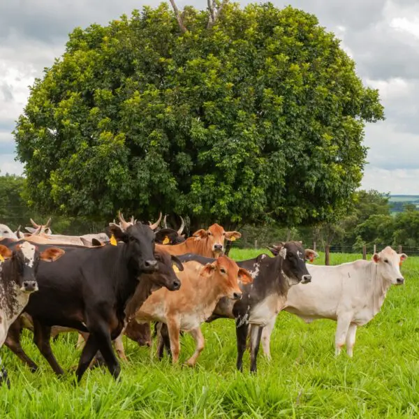 Gado - vacinação contra raiva dos herbívoros começa dia 1º