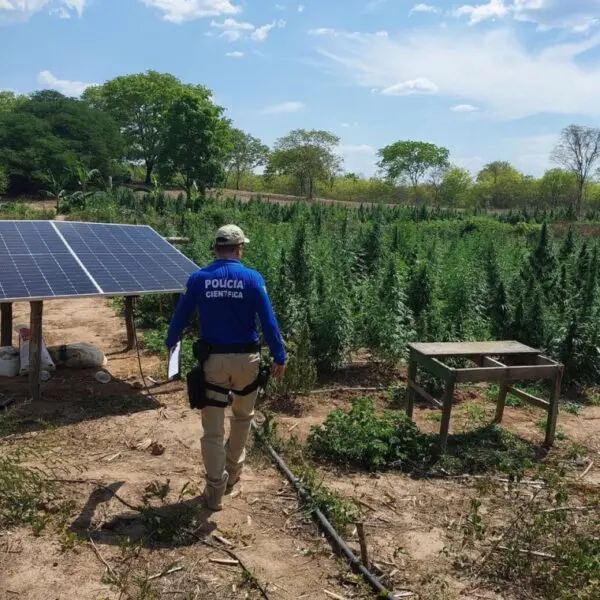 Polícia Militar flagra plantação com mais de 3 mil pés de maconha