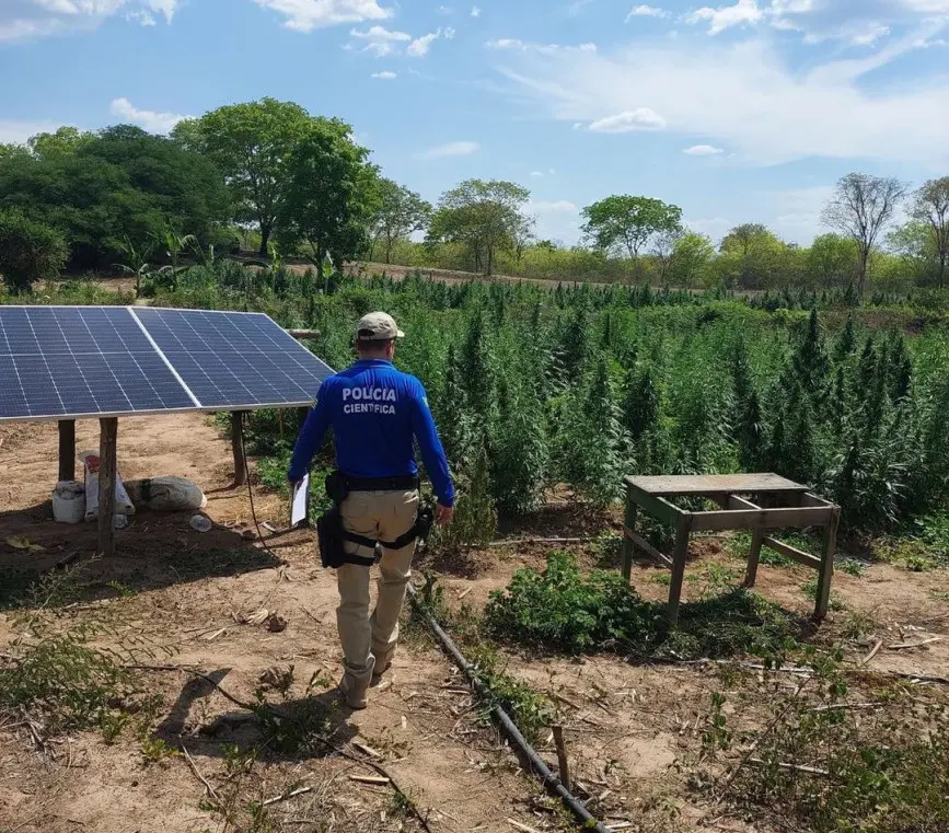 Polícia Militar flagra plantação com mais de 3 mil pés de maconha