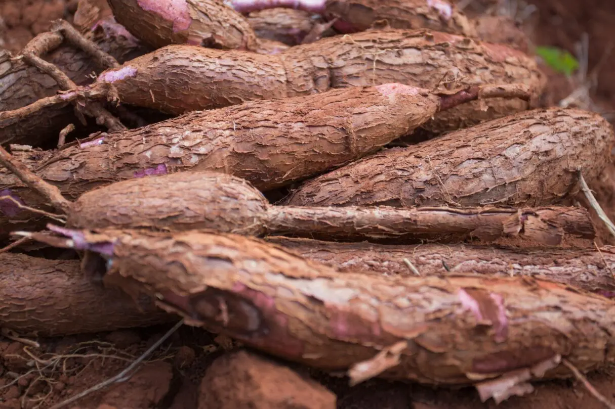 Produção de mandioca deve totalizar 207,7 mil toneladas este ano em Goiás