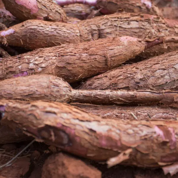 Produção de mandioca deve totalizar 207,7 mil toneladas este ano em Goiás