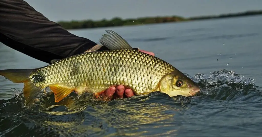 Peixe_proibição de pesca na piracema