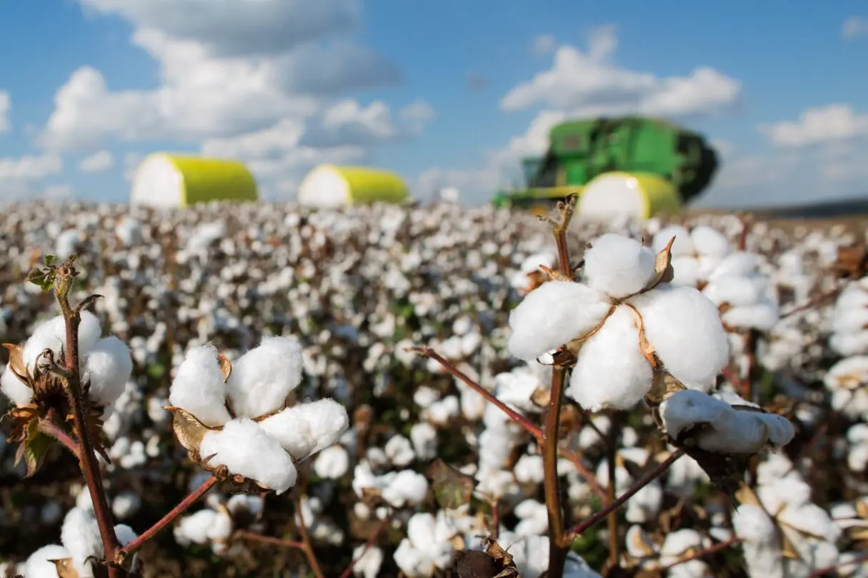 Plantação de algodão_Produção goiana de algodão