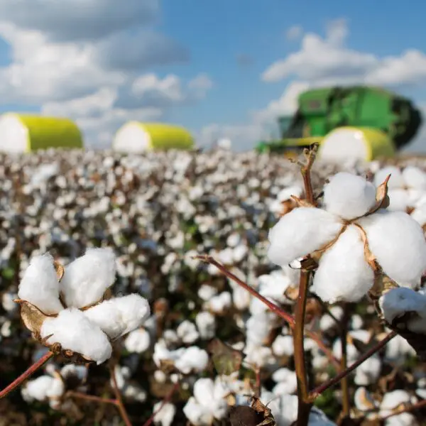 Plantação de algodão_Produção goiana de algodão