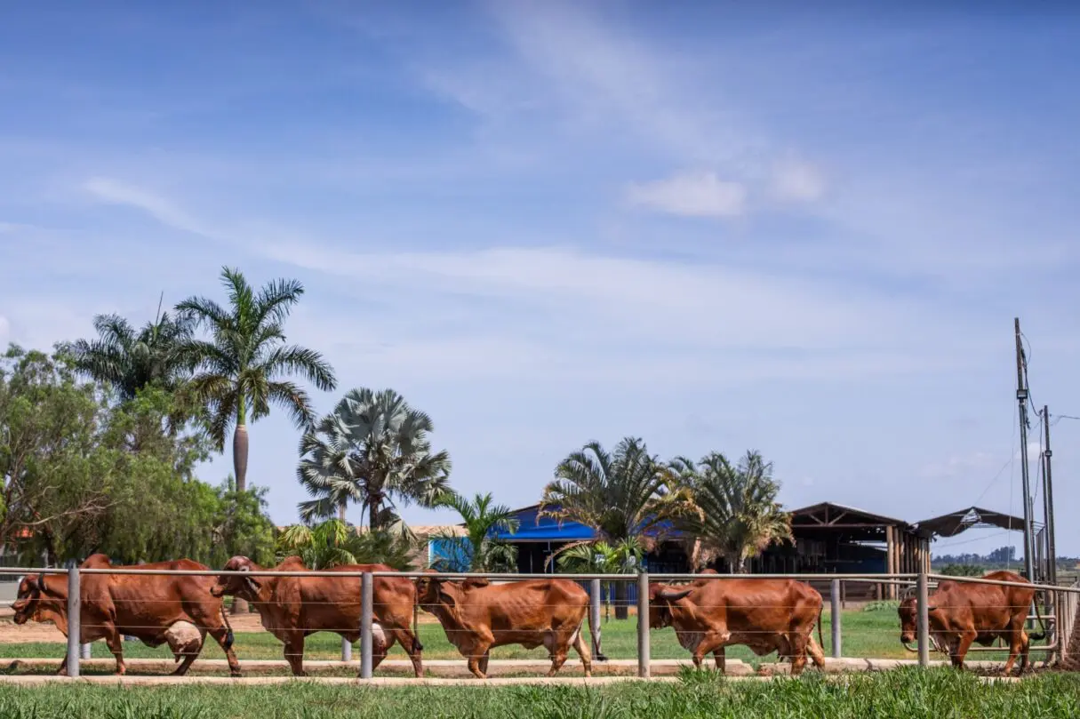 Goiás propõe FCO especial para cadeia do leite