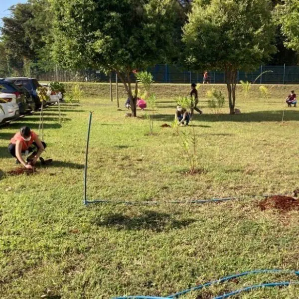 Virada Ambiental tem mais de 1,1 milhão de mudas plantadas