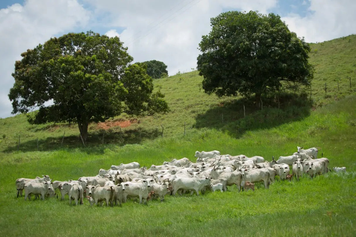 Bois no pasto_bovinicultura é contemplada no FCO Rural