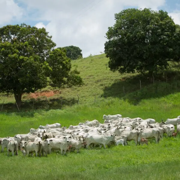 Bois no pasto_bovinicultura é contemplada no FCO Rural